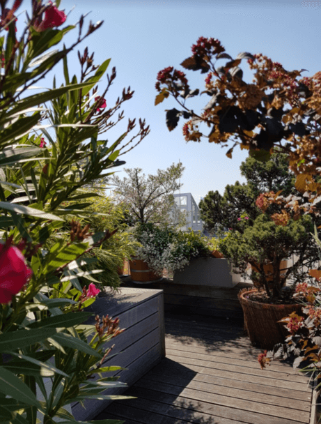 Begrünte Dachterrasse mit blühenden Kübelpflanzen – STRAMAN Begrünte Dachterrasse mit rosa blühendem Oleander, Ziergehölzen und Pflanzkübeln als Beispiel für naturnahe Terrassengestaltung.