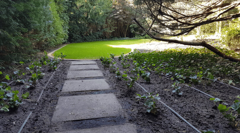 Neu angelegter Gartenweg mit Trittplatten und frischer Rasenfläche.
