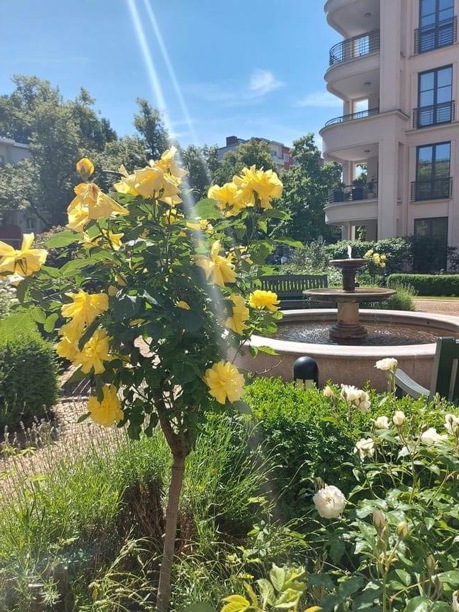 Grünanlagenpflege Berlin _ STRAMAN GmbH Gepflegte Gartenanlage mit gelben und weißen Rosen, Brunnen und Grünflächen vor einem Wohngebäude